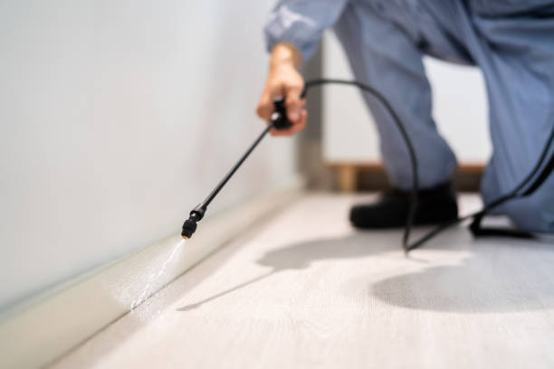 Certified termite inspector examining foundation in Grafton